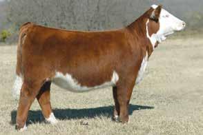5 Lot 5 GCC Miss Sweet Charm ET GCC MISS SWEET CHARM ET Sweet Charm has the look and pedigree that we as breeders strive to produce.