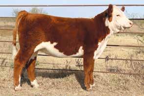 Her dam, Serendipity, is also the dam of the 2017 NWSS Champion Horned Female shown by the Skiles family. Her sire, Mason, has proven to be one of the hottest bulls and his calves are in high demand.