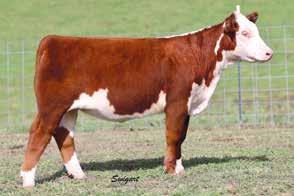 She has all the right shapes in the right places, and will make someone a great addition to their herd.
