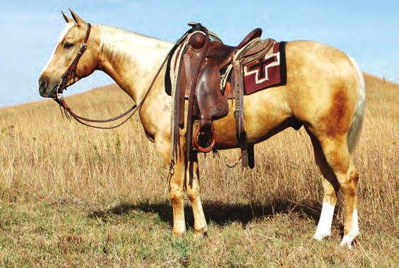 RANCH PERFORMANCE HORSES 118 ER HOT CHEX KSU HOT N SHINEY Reg #: 5570148 Foaled: 05/06/2013 Palomino Gelding Height: 14.2 Weight: 1,075 lb. Nu Chex To Cash NRHA LTE $61,000.