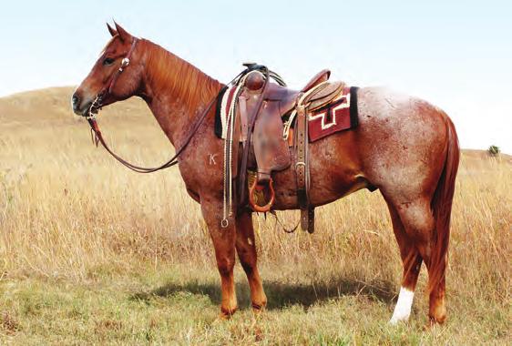 RANCH PERFORMANCE HORSES 119 PLAYBOY BOONSMAL KSU CASHONLY PLAYBOY Reg #: 5577342 Foaled: 04/25/2013 Red Roan Gelding Height: 15 Weight: 1,130 lb.
