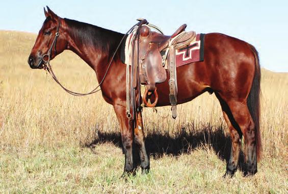 RANCH PERFORMANCE HORSES 120 LK RACY ROGUE KSU RACY REY Reg #: 5636637 Foaled: 04/09/2014 Bay Gelding Height: 15.3 Weight: 1,200 lb. HadToBeNuts SII-114/AAAT/ROM. LTE $259,779.