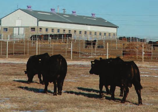 PUREBRED UNIT HISTORY Kansas State University s purebred beef herd was established in 1881 with the purchase of an Aberdeen-Angus heifer, Eyebright 4th 7131 (7446), from the Ontario Agricultural