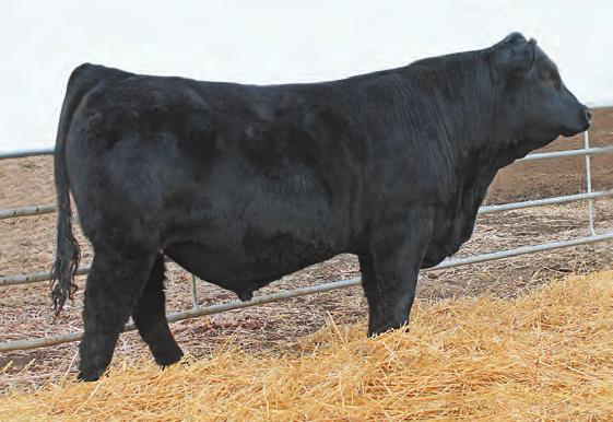 94 6165 is one of the most complete packages we have offered. He is a big bodied, big footed, well designed bull with performance to spare. He ranks in the top 20% for 17 traits and indices.