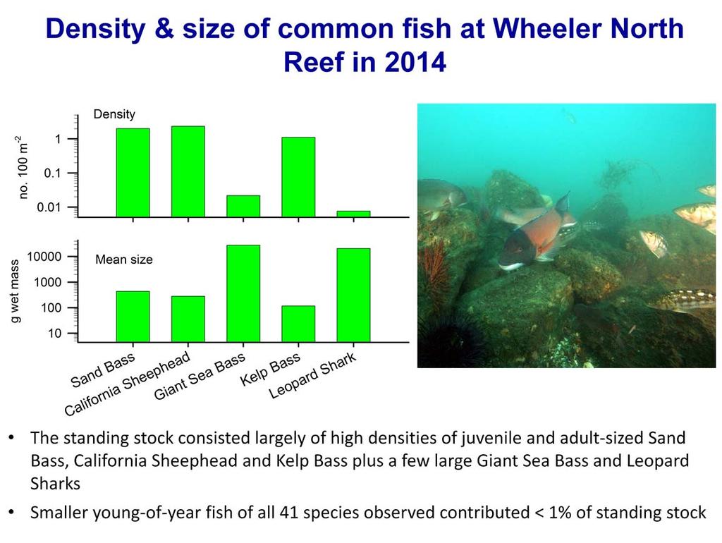A closer look at these five species provides some insight into the characteristics of their standing stocks at Wheeler North Reef in 2014.