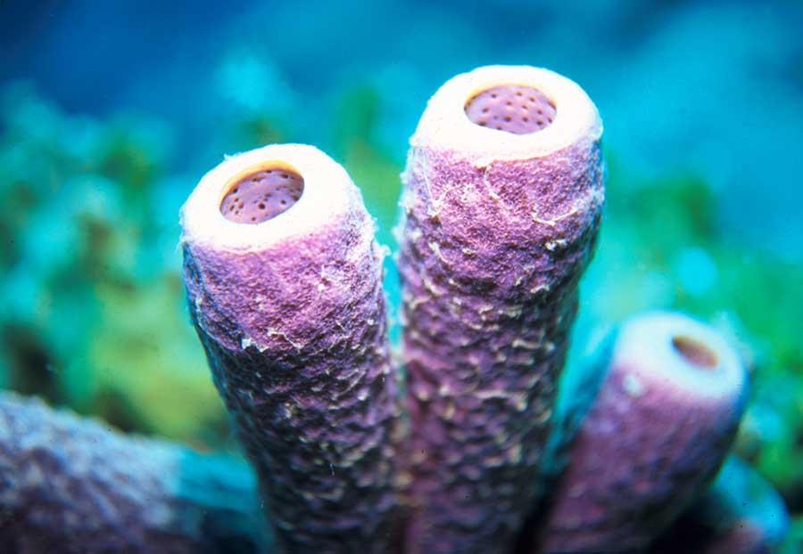 Phylum: Porifera (sponges) (8,761 known species) General Description: Simplest animals, multicellular No organs or body