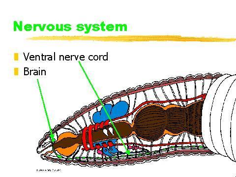 Annelida Response: Nervous system brain and nerve chords Adaptations: sensory tentacles,