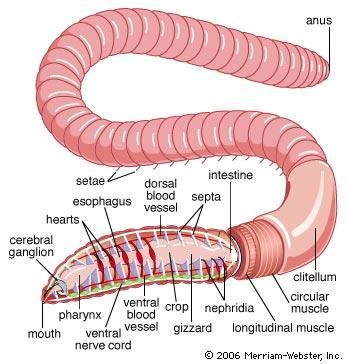 (alternately contract the 2) Longitudinal Muscles Contract to make worm shorter Circular