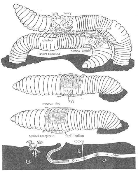 Phylum: Annelida Reproduction: Sexual Reproduction External Fertilization