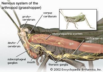 Phylum: Arthropoda Circulation Open circulatory system Heart pumps blood through