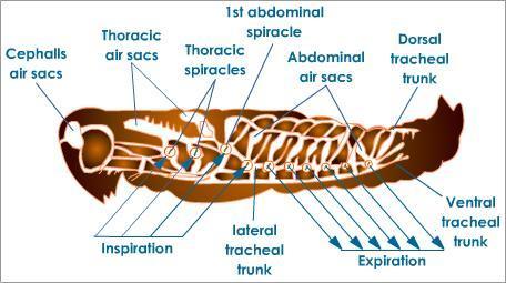 Phylum: Arthropoda Movement Use muscles controlled by nervous system to flex & extend