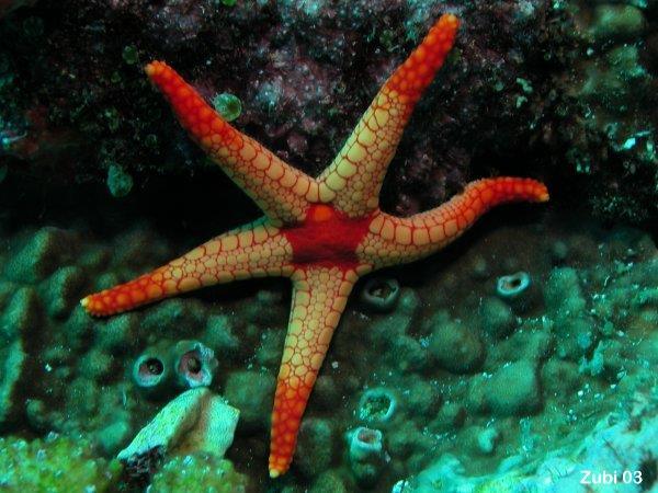 Phylum: Echinoderms (7,500 + known species) General Description: Have spiny skins embedded with interlocking spines and plates of calcium carbonate Symmetry: Begin life as bilateral