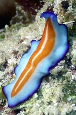 Phylum: Platyhelminthes Flatworms (29,285 known species) General Description: Flatworms are soft flat worms with tissues and organ systems.