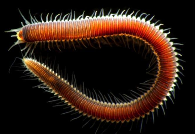 Phylum: Annelida (17,210 known species) General Description: Segmented worms with a true coelem lined