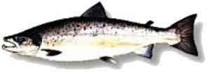 STRAIGHT LINE SPORTS P.O. Box 172 Gander, Newfoundland Canada, A1V 1W6 www.flies4fishing.com mail@flies4fishing.