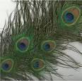 5g and 100g) Natural Dyed: Bright Green, Orange, Red, and Purple Peacock Eyes