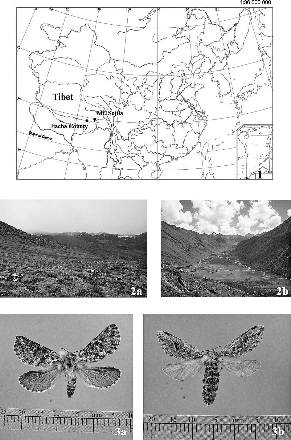 108 THE PAN-PACIFIC ENTOMOLOGIST Vol. 87(2) Figures 1 3. Figure 1. Locations of Mt. Sejila and Jiacha Counties. Figure 2.