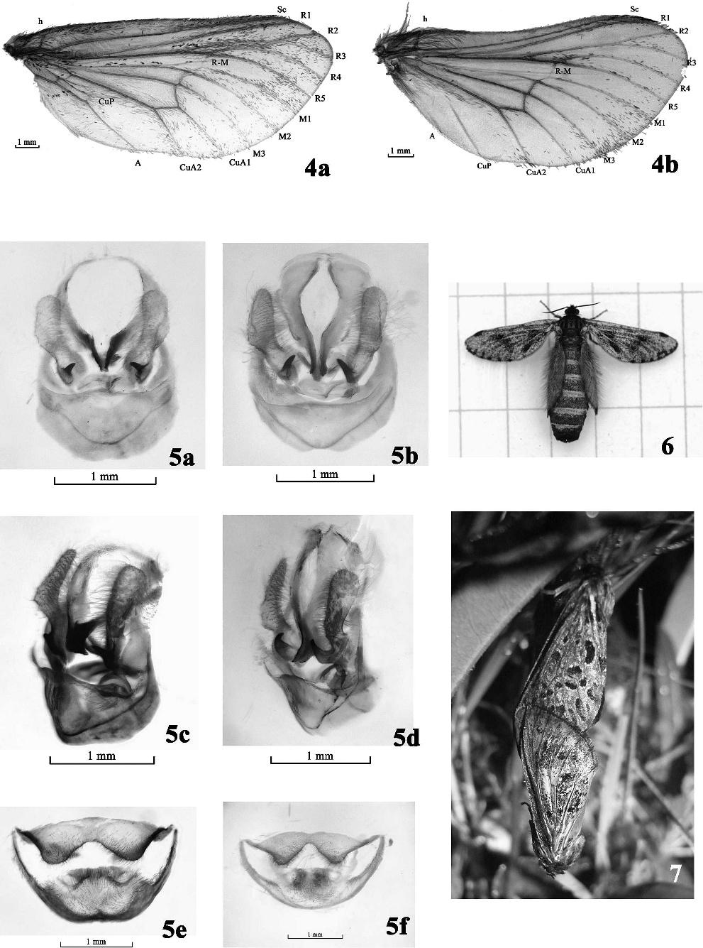 2011 ZOU ET AL.: TWO NEW SPECIES OF THITARODES FROM TIBET IN CHINA 109 Figures 4 7. Figure 4. Wings of T. sejilaensis; forewing (a) and hindwing (b). Figure 5. External male genitalia of T.