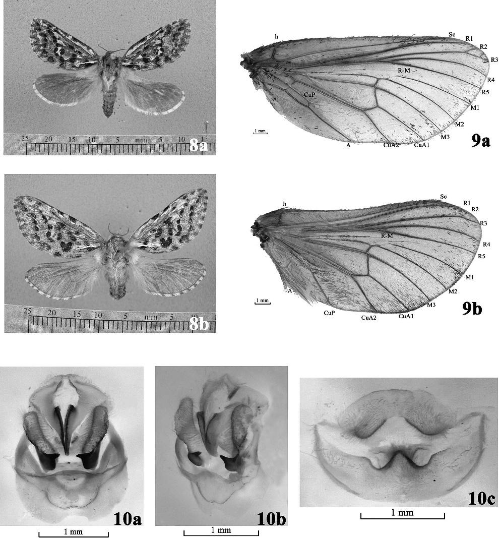 2011 ZOU ET AL.: TWO NEW SPECIES OF THITARODES FROM TIBET IN CHINA 111 Figures 8 10. Figure 8. Adults of T. jiachaensis male holotype (a) and female paratype (b). Figure 9. Wings of T.