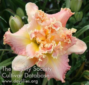 6 Raffle Plants Glamour Princess (Kirchhoff-D., 2016) height 28 in.