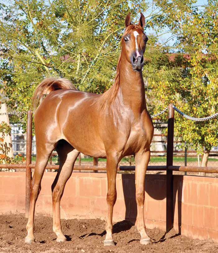 U.S. National Champion H/A 2-Year-Old Filly 2016 US