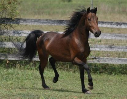 Breed/Registry Place of Origin Breed Characteristics Noted Disciplines Picture American Morgan Horse Association P.O. Box 960 Shelburne, VT 05482 0960 https://www.