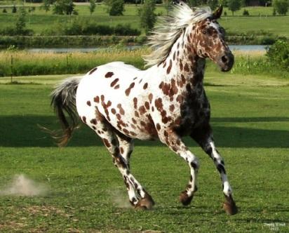 2 hands Justin Morgan founded/develope d this breed General purpose Shown under saddle and in harness Appaloosa Horse Club P.O.
