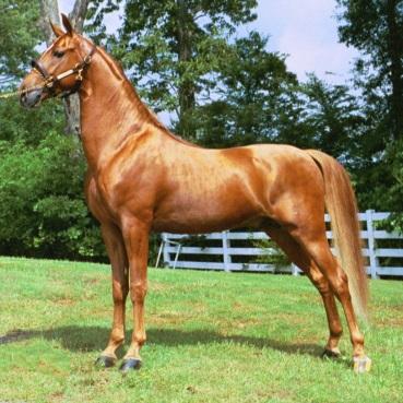 com American Saddlebred Horse 4093 Iron Works Pkwy Lexington, KY 40511 8434 https://www.asha.