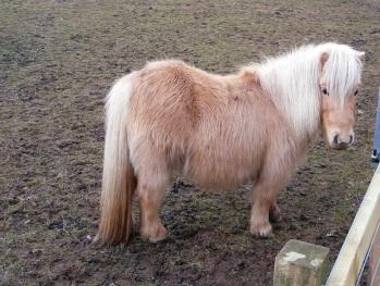 American Shetland Pony Club 81 B E. Queenwood Morton, Il 61550 https://www.shetlandminiature.
