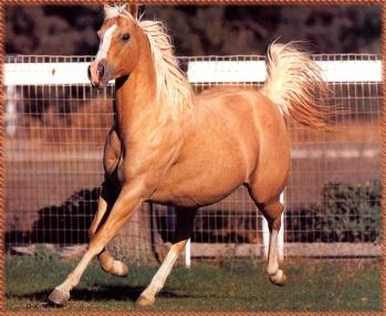2 hands Small eye and alert ears Live to 35 or older Fewer than 30000 purebreds left in the world Dressage Palomino Horse Breeders of