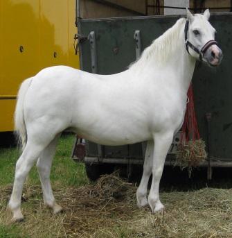 Welsh Pony and Cob Society of America P.O. Box 2977 Winchester, VA 22604-2977 https://wpcsa.