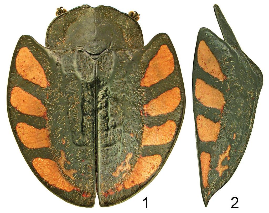 A new species of Stolas 579 the elevation slightly concave but not as tuberculate as in S. quinquefasciata (fig. 2). Postscutellar impressions well marked, bordered by impunctate fold.