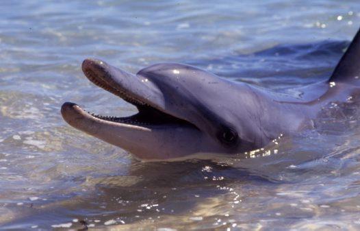 mammals? Baby dolphins are born with a moustache!
