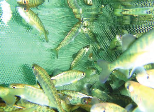 In fact, the Johnson Creek research demonstrates how supplementation programs are able to increase populations and minimize impacts to wild fish populations.
