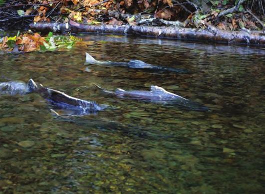 A contentious past Rapid River spring chinook have a storied history. In 1980 Nez Perce tribal members fished for chinook in protest of a state fishing ban.