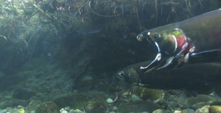 The Coho Come Back Within a few years of reintroducing coho to the Wenatchee and Methow, the Yakama Nation began replacing the lower Columbia fish with juveniles produced from a portion of the
