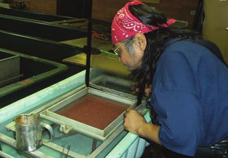 Stripping coho eggs for culturing Coho Restoration in the Yakima and Clearwater Rivers Similar coho reintroduction and restoration have occurred in the Yakima and Clearwater river basins.