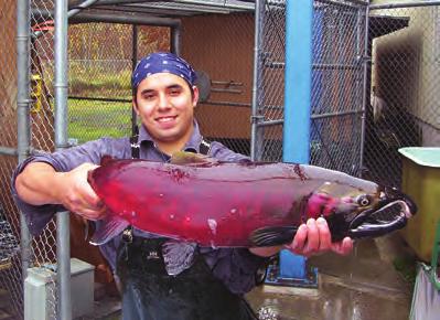 Pacific Coastal Salmon Recovery Fund Critical to the Nez Perce Tribe s success in returning coho populations has been the Pacific Coast Salmon Recovery Fund (PCSRF), the only source of funding for