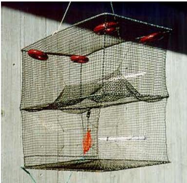 A bait bag is fixed in the lower chamber between the two funnels. The pots are baited with squid for the cod fishery and set on a string or longline at depths varying from 50 to 300m (Furevik, 1997).