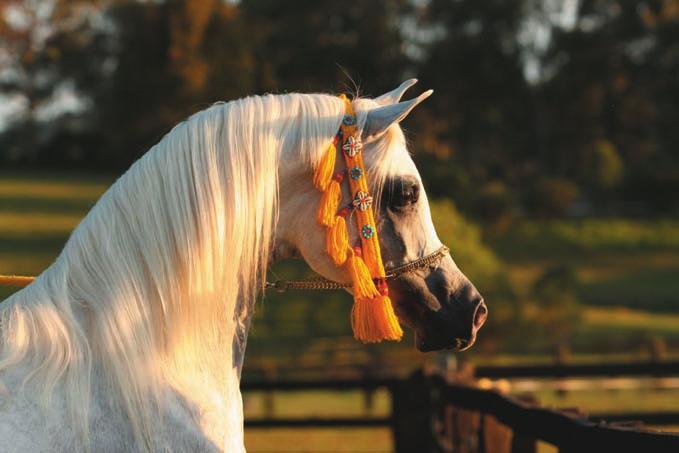 Descendants of this original mare have reached the highest honours including Sadiks Psyche, the 2006 Australian National Arabian Champion Stallion and Dassefa, the Reserve World Champion Stallion in