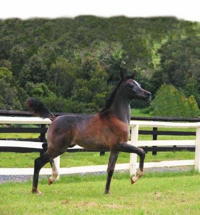 This lovely stallion is a classic Egyptian horse in every sense. The most recent import for Forest Hill is the black straight Egyptian stallion Fayrid (Faahim x MB Shareena) from the USA.