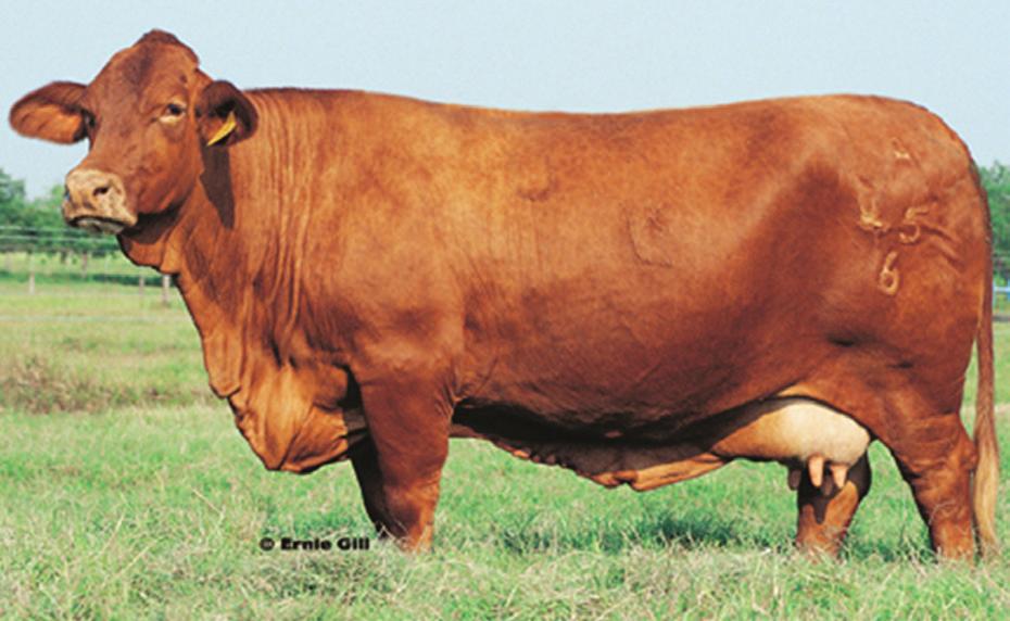 Long life span Quiet, easy going Good maternal instincts Easy calving High-quality, marbled meat