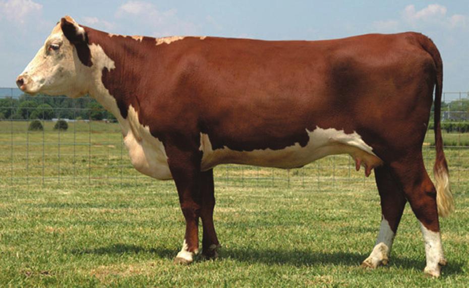 traits of early maturity, fertility, docility, ease of calving Increased tenderness in meat Bull: 2200-2800 lbs.