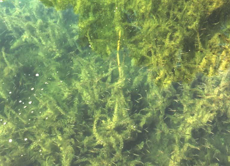 We have used a variety of tools to combat milfoil: