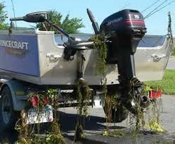 Boats pick up milfoil from one lake and spread
