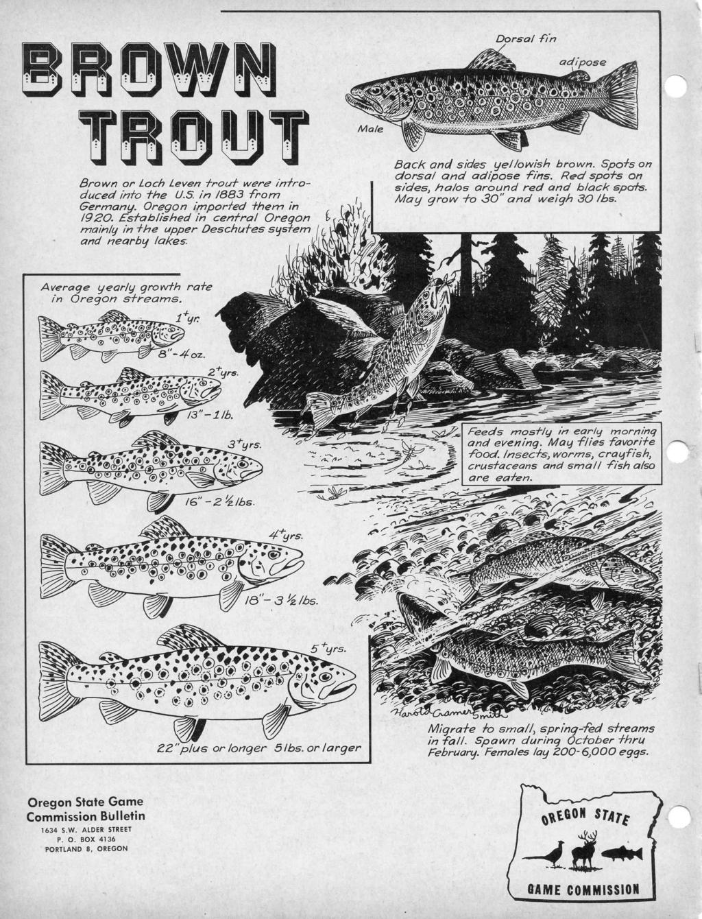 Dorsal fin rj Brown or Loch Leven trout were introduced into the U.S. in /883 from Germany. Oregon imported them in /920.