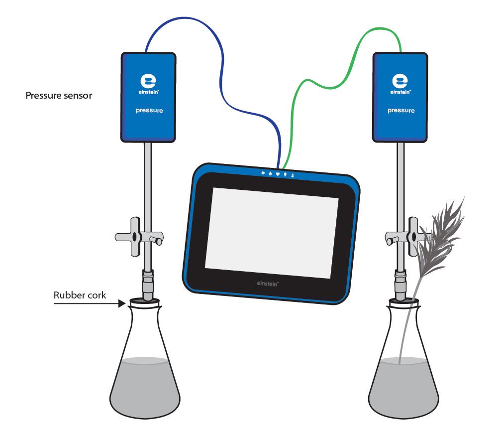 Water Circulation in Shoots and Leaves of Terrestrial Plants Part 2: Measuring the rate of water suction from the flask by the shoot Equipment Setup 1. Launch MiLAB ( ). a. Connect the Pressure Sensors to the ports on the einstein Tablet or einstein LabMate.