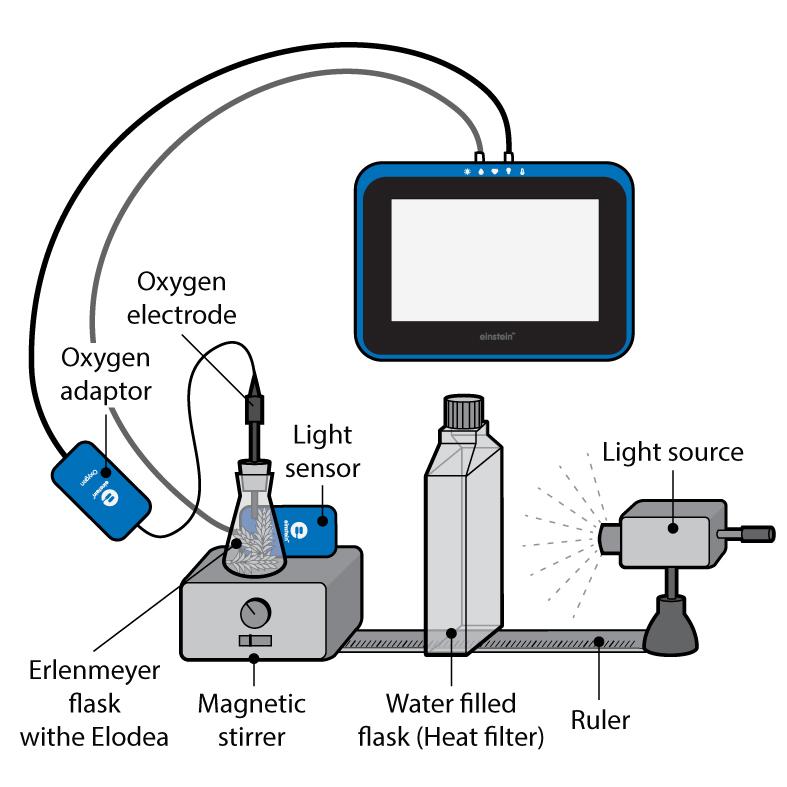 Chapter 4 Measuring the Photosynthesis Rate: Using an Oxygen Sensor Figure 1 Introduction Photosynthesis provides food for most plant life on earth.