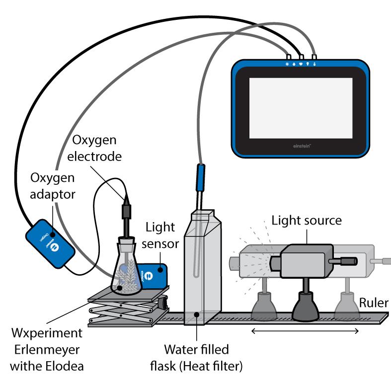 Chapter 6 Effect of Light on the Photosynthesis Rate: Using an Oxygen Sensor Figure 1 Introduction Photosynthesis provides food for most plant life on earth.