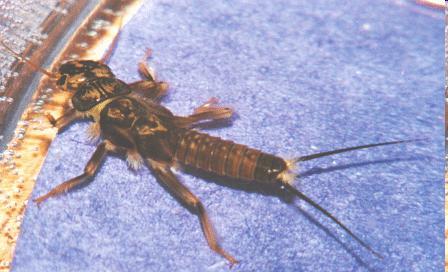 Plecoptera (stoneflies) are the most primitive insect order that can flex or fold wings in some manner.
